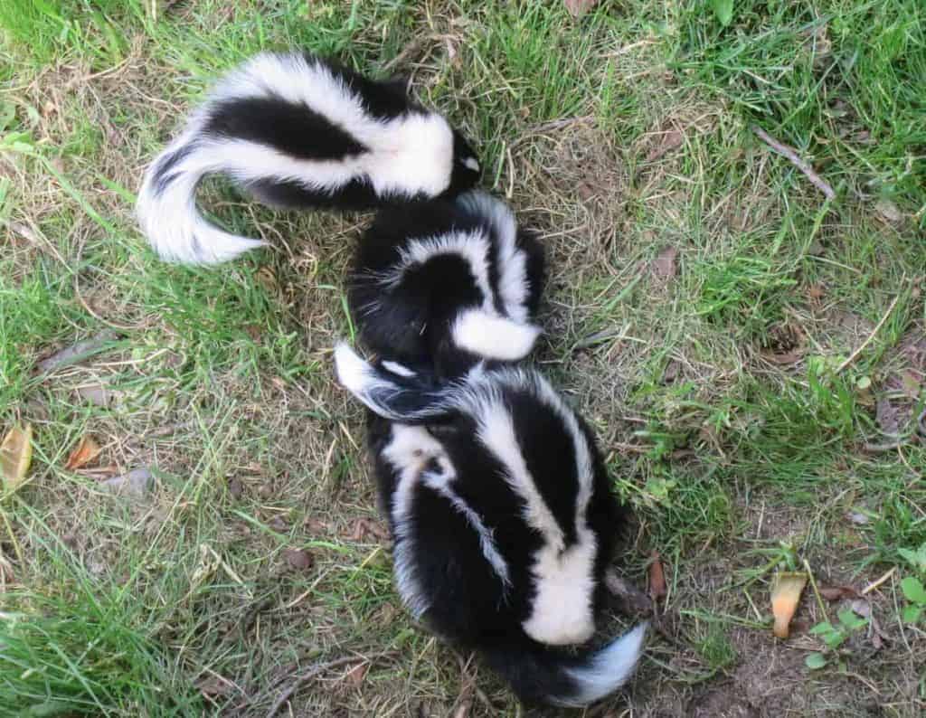 A Little Surprise Outside the Studio Window