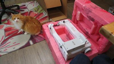 Tiara in shipping crate with Harry the cat watching