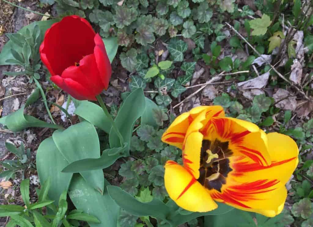 When Life Gives You Lumps, Smell the Flowers