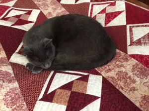 Snuggie the cat sleeping on a quilt.