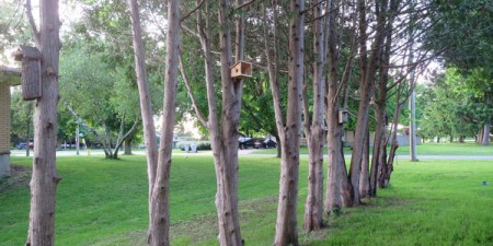 bird-houses